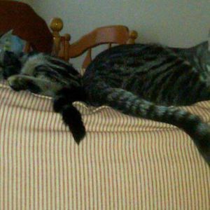 Meet your Posher, Kim